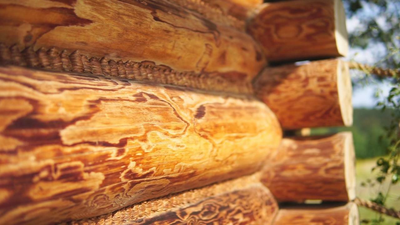 Willa Dom Pachnacy Zywica Bochnia Zewnętrze zdjęcie